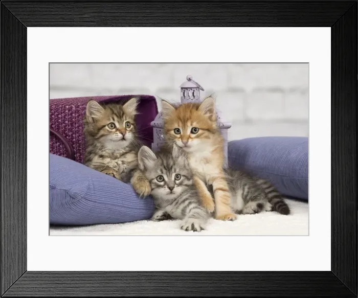 Framed Print : Picture No. 10898453 Framed Print : Picture No. 10898453