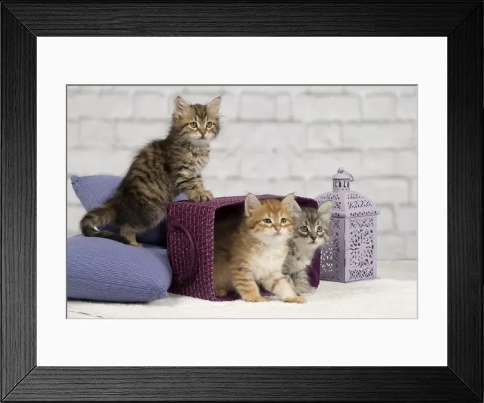 Framed Print : Picture No. 10898450 Framed Print : Picture No. 10898450