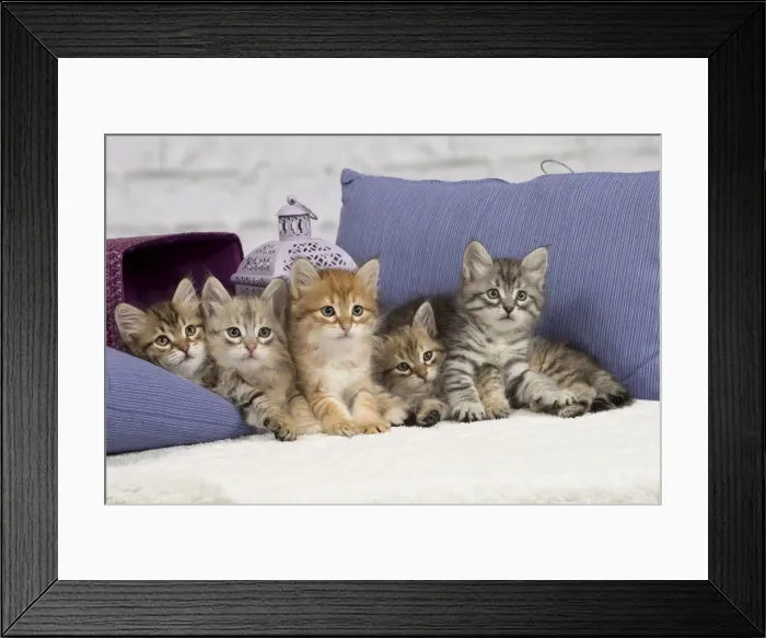 Framed Print : Picture No. 10898455 Framed Print : Picture No. 10898455