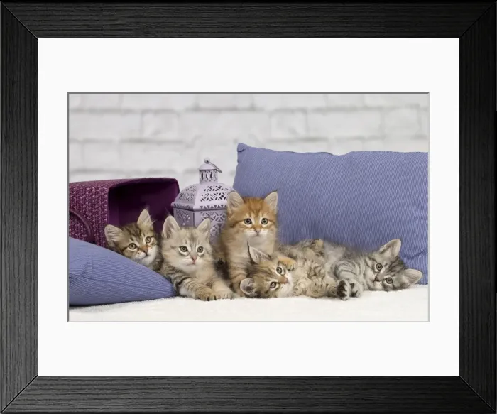 Framed Print : Picture No. 10898456 Framed Print : Picture No. 10898456