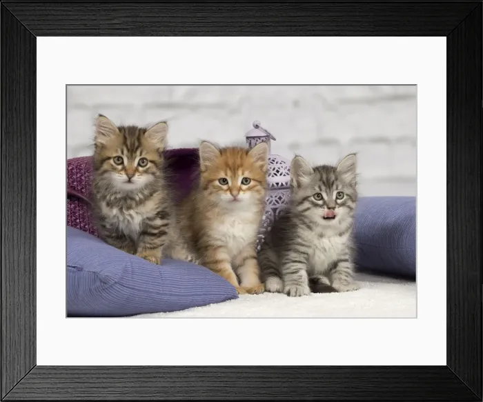 Framed Print : Picture No. 10898452 Framed Print : Picture No. 10898452