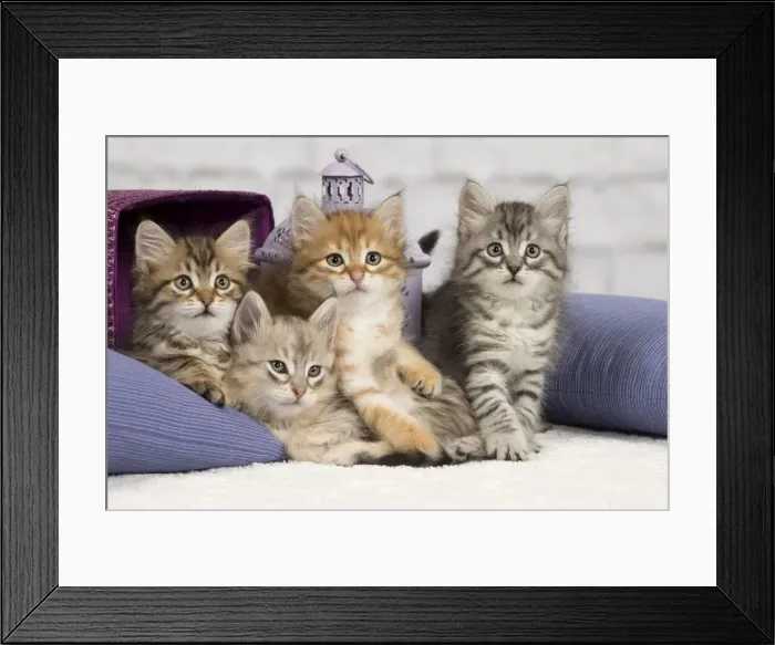 Framed Print : Picture No. 10898454 Framed Print : Picture No. 10898454
