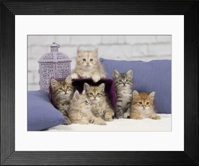 Framed Print : Picture No. 10898458 Framed Print : Picture No. 10898458
