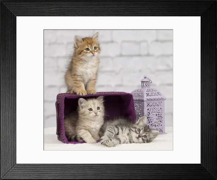 Framed Print : Picture No. 10898466 Framed Print : Picture No. 10898466