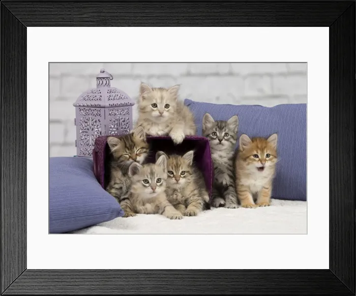 Framed Print : Picture No. 10898457 Framed Print : Picture No. 10898457