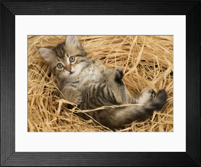 Framed Print : Picture No. 10898468 Framed Print : Picture No. 10898468