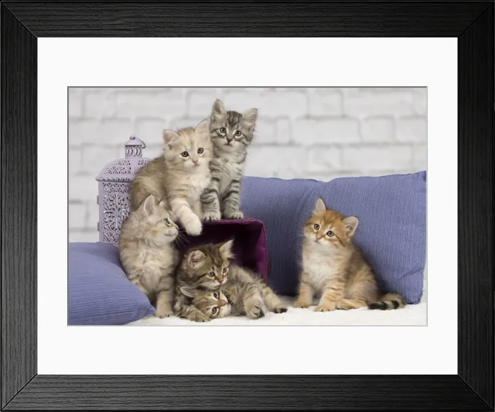 Framed Print : Picture No. 10898462 Framed Print : Picture No. 10898462