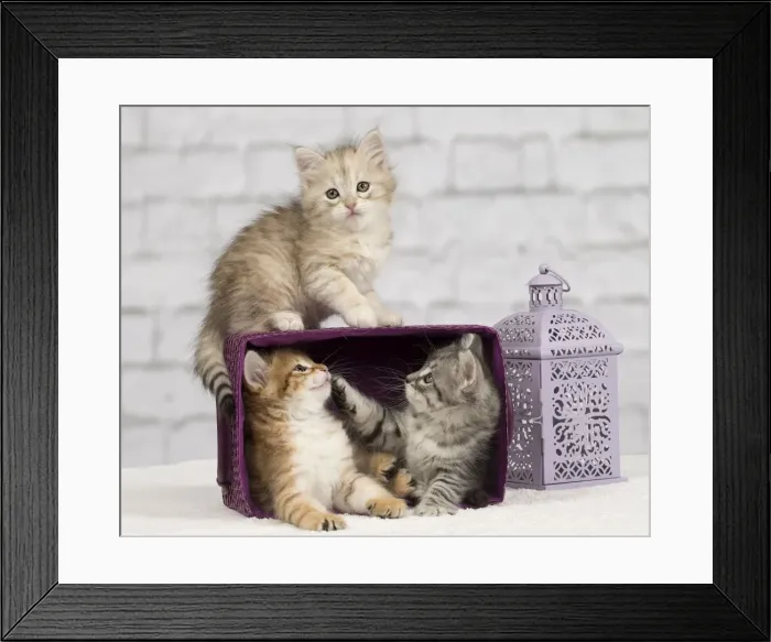 Framed Print : Picture No. 10898464 Framed Print : Picture No. 10898464
