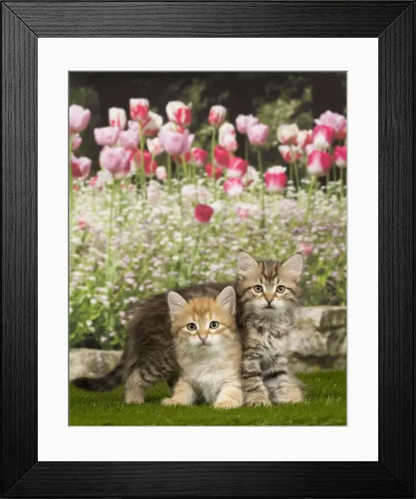 Framed Print : Picture No. 10898475 Framed Print : Picture No. 10898475
