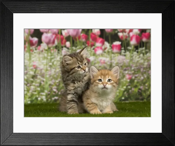 Framed Print : Picture No. 10898476 Framed Print : Picture No. 10898476