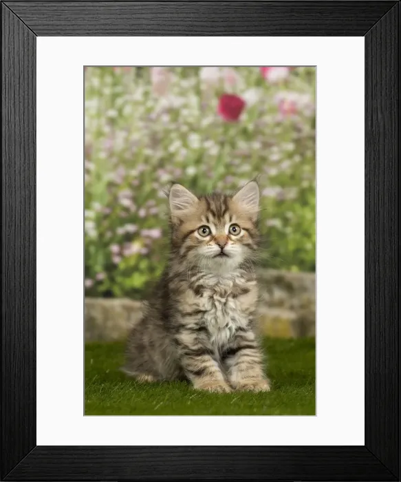 Framed Print : Picture No. 10898473 Framed Print : Picture No. 10898473