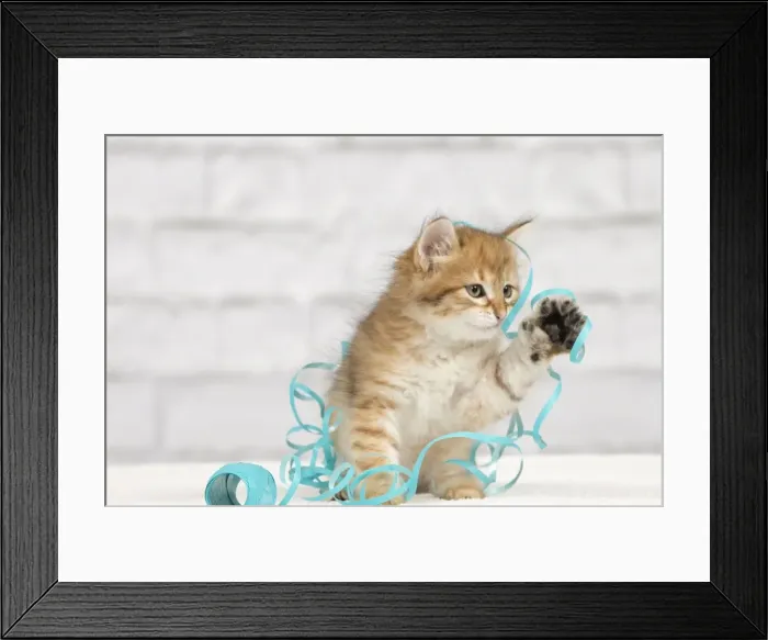 Framed Print : Picture No. 10898477 Framed Print : Picture No. 10898477