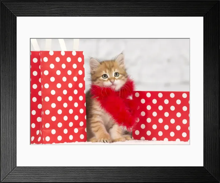 Framed Print : Picture No. 10898483 Framed Print : Picture No. 10898483