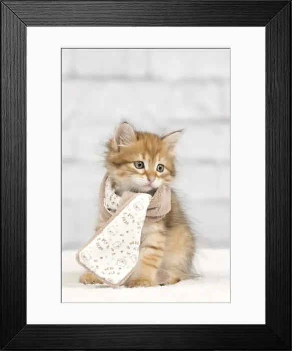 Framed Print : Picture No. 10898482