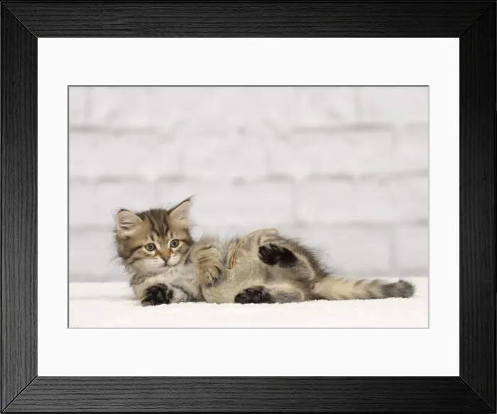Framed Print : Picture No. 10898487 Framed Print : Picture No. 10898487