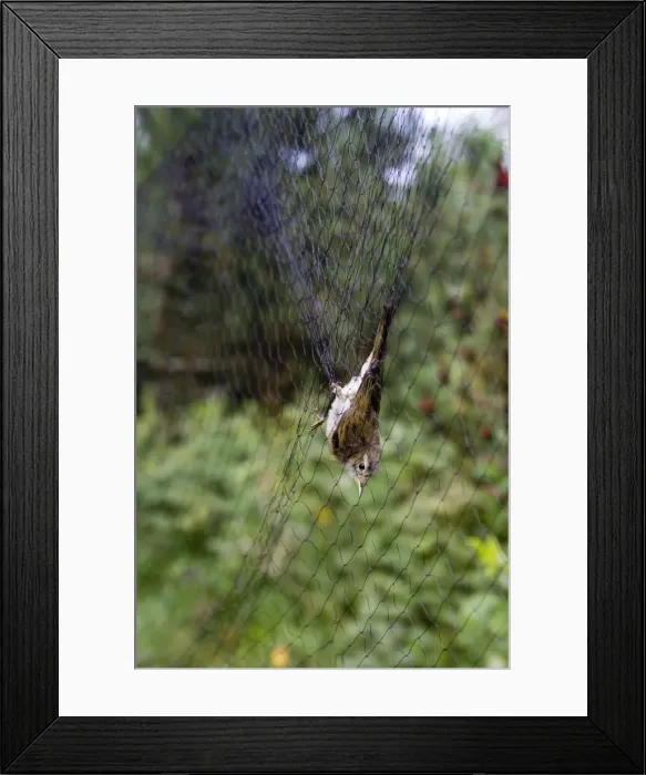 Framed Print : Picture No. 10898490 Framed Print : Picture No. 10898490