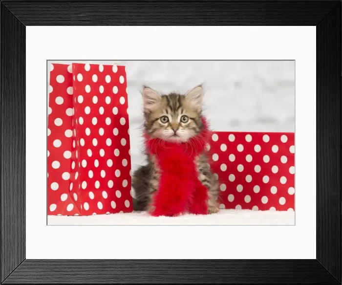Framed Print : Picture No. 10898484 Framed Print : Picture No. 10898484