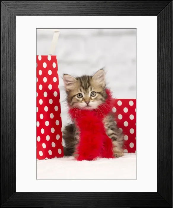 Framed Print : Picture No. 10898485 Framed Print : Picture No. 10898485