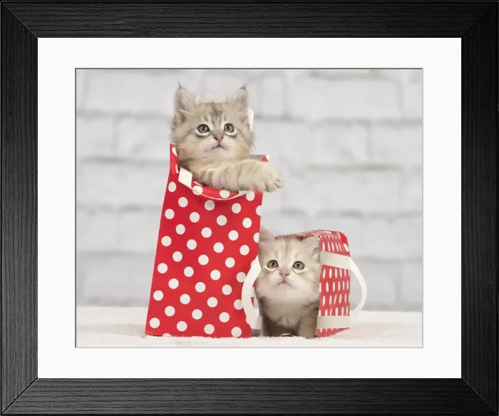 Framed Print : Picture No. 10898489 Framed Print : Picture No. 10898489