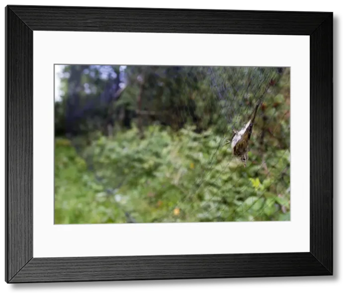 Framed Print : Picture No. 10898491 Framed Print : Picture No. 10898491