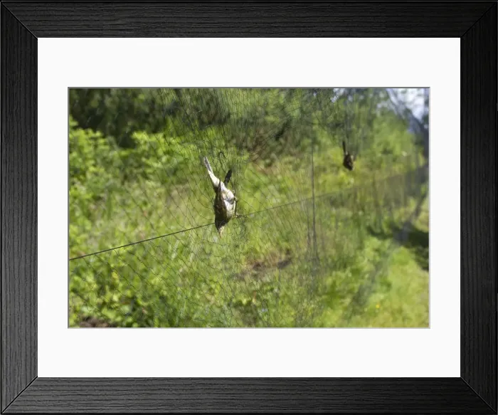 Framed Print : Picture No. 10898494 Framed Print : Picture No. 10898494