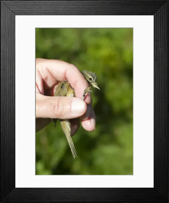 Framed Print : Picture No. 10898493 Framed Print : Picture No. 10898493