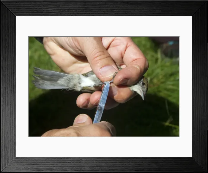 Framed Print : Picture No. 10898497 Framed Print : Picture No. 10898497
