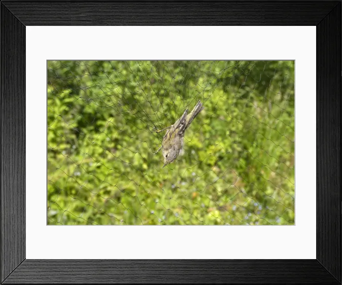 Framed Print : Picture No. 10898495 Framed Print : Picture No. 10898495