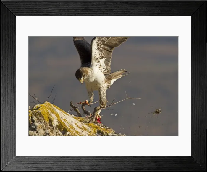 Framed Print : Picture No. 10898501 Framed Print : Picture No. 10898501