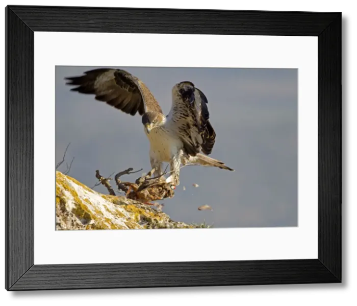 Framed Print : Picture No. 10898503 Framed Print : Picture No. 10898503