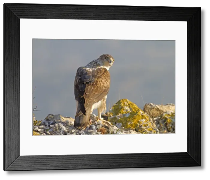 Framed Print : Picture No. 10898500 Framed Print : Picture No. 10898500