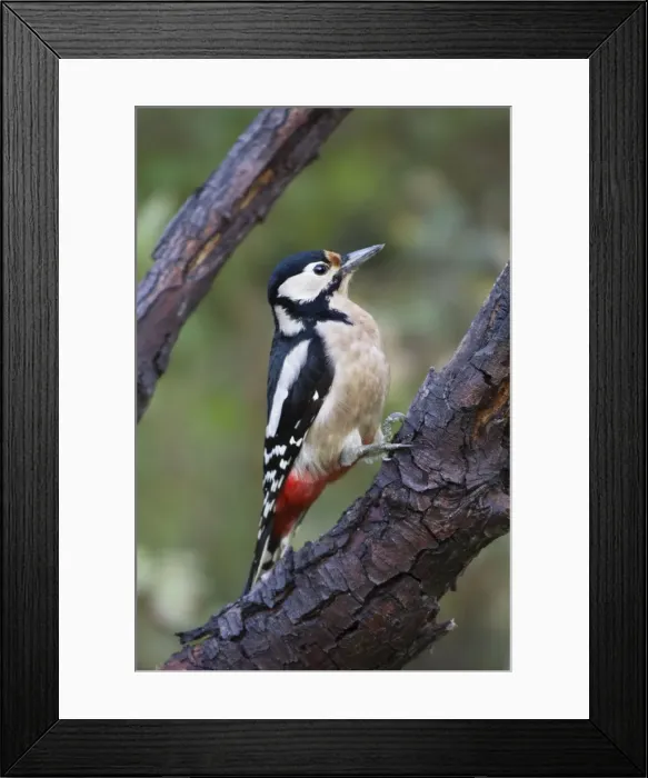Framed Print : Picture No. 10894825 Framed Print : Picture No. 10894825