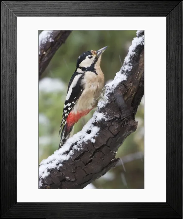 Framed Print : Picture No. 10894826 Framed Print : Picture No. 10894826