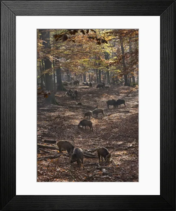 Framed Print : Picture No. 10894814 Framed Print : Picture No. 10894814
