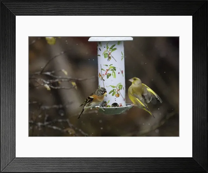 Framed Print : Picture No. 10894831 Framed Print : Picture No. 10894831