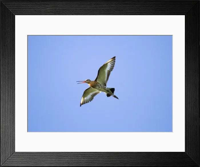 Framed Print : Picture No. 10894828 Framed Print : Picture No. 10894828