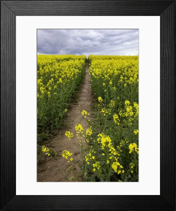 Framed Print : Picture No. 10894833 Framed Print : Picture No. 10894833