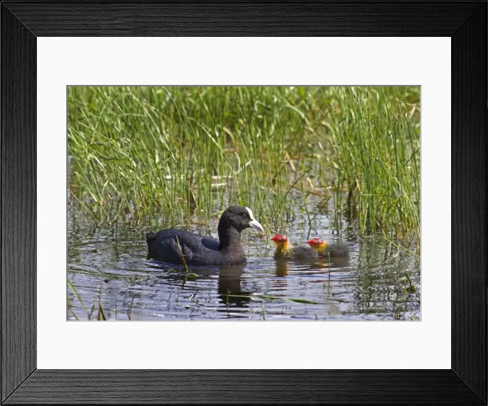 Framed Print : Picture No. 10894834 Framed Print : Picture No. 10894834
