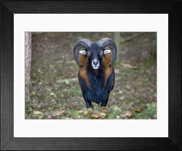Framed Print : Picture No. 10894837 Framed Print : Picture No. 10894837