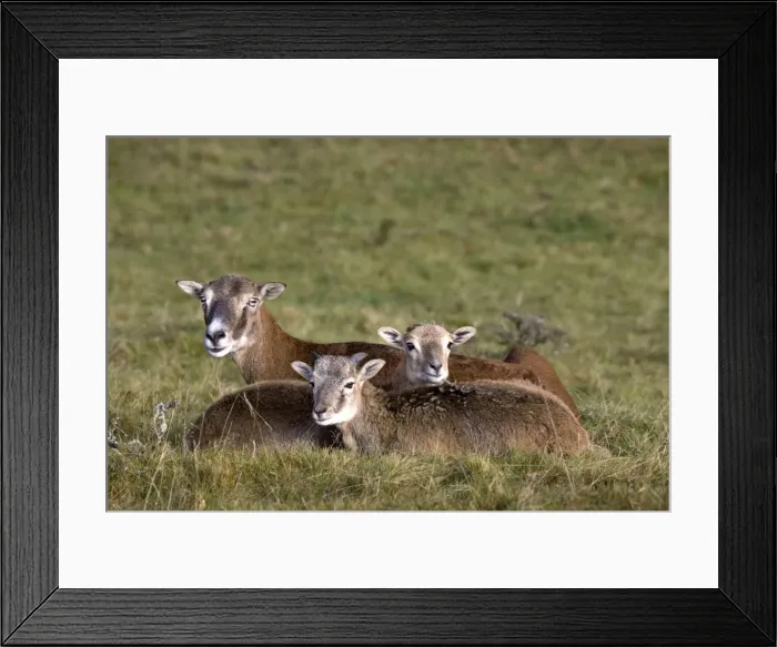 Framed Print : Picture No. 10894835 Framed Print : Picture No. 10894835