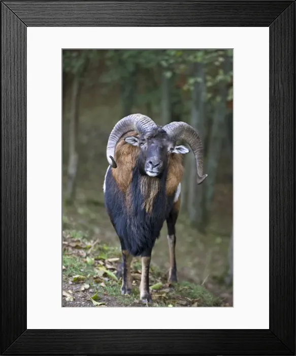 Framed Print : Picture No. 10894838 Framed Print : Picture No. 10894838