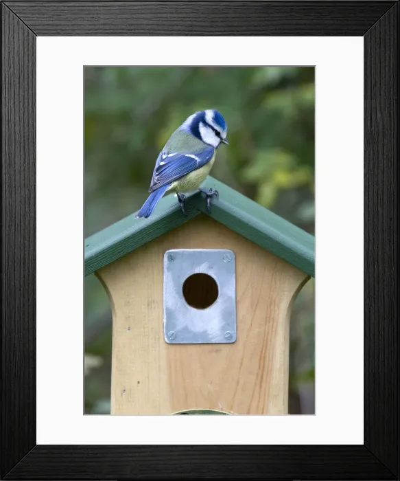 Framed Print : Picture No. 10894839 Framed Print : Picture No. 10894839