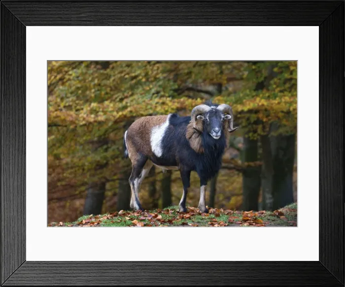 Framed Print : Picture No. 10894836 Framed Print : Picture No. 10894836