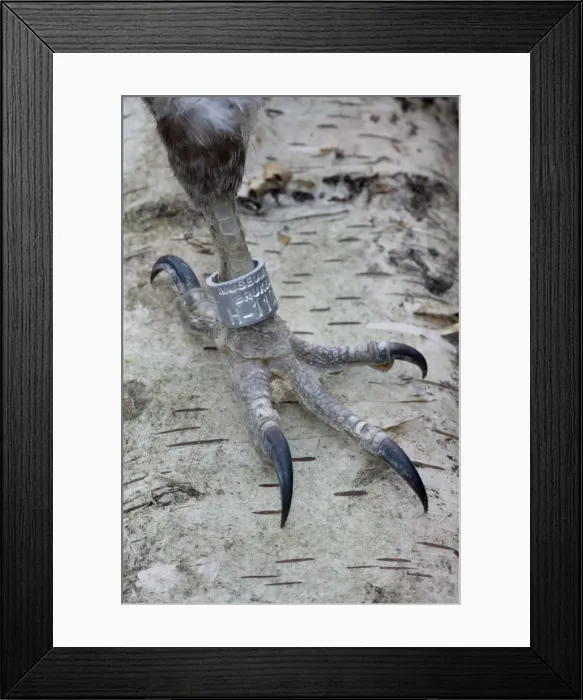 Framed Print : Picture No. 10894840 Framed Print : Picture No. 10894840