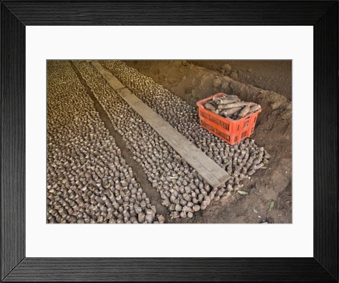 Framed Print : Picture No. 10894846 Framed Print : Picture No. 10894846