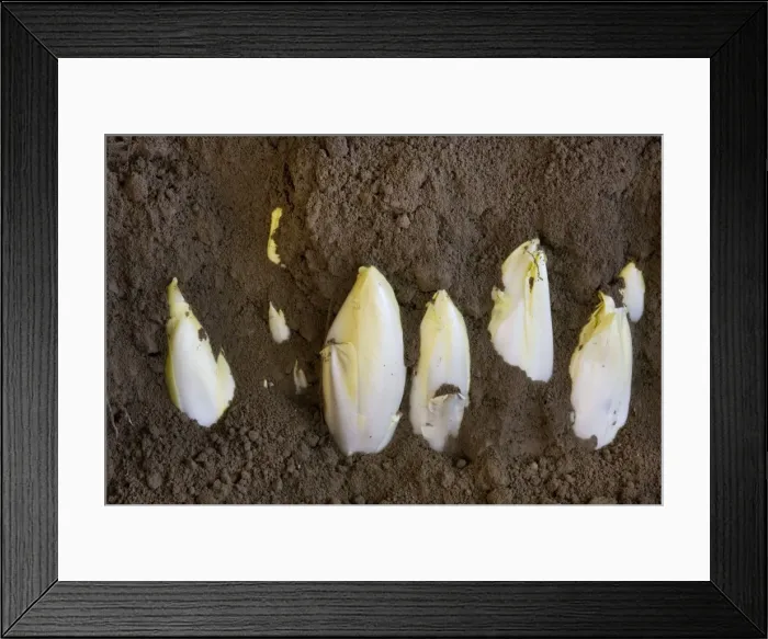 Framed Print : Picture No. 10894847 Framed Print : Picture No. 10894847