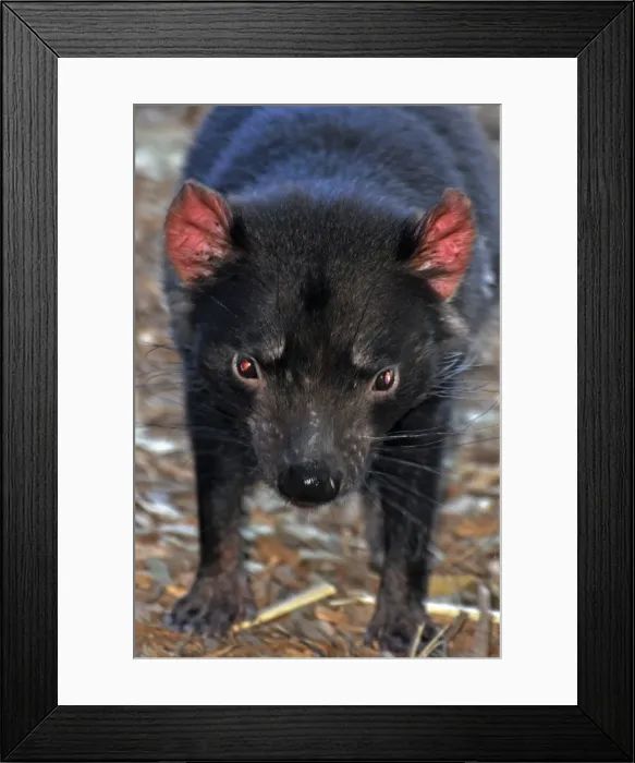 Framed Print : Picture No. 10894853 Framed Print : Picture No. 10894853
