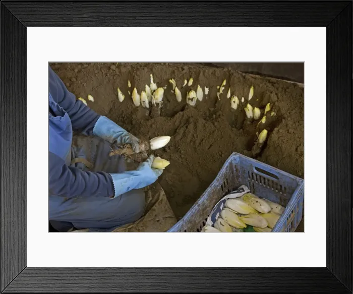 Framed Print : Picture No. 10894848
