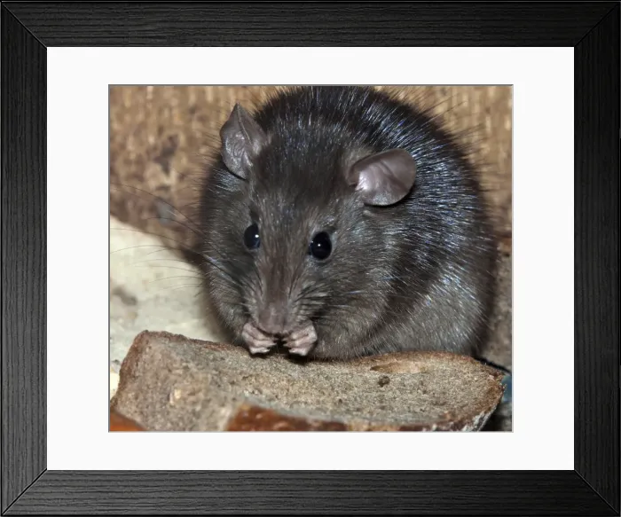 Framed Print : Picture No. 10894852 Framed Print : Picture No. 10894852