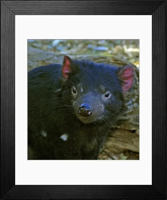 Framed Print : Picture No. 10894855 Framed Print : Picture No. 10894855
